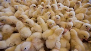 تحديث مهم.. أسعار الكتاكيت بورصة الدواجن الأربعاء 7 يناير 2026